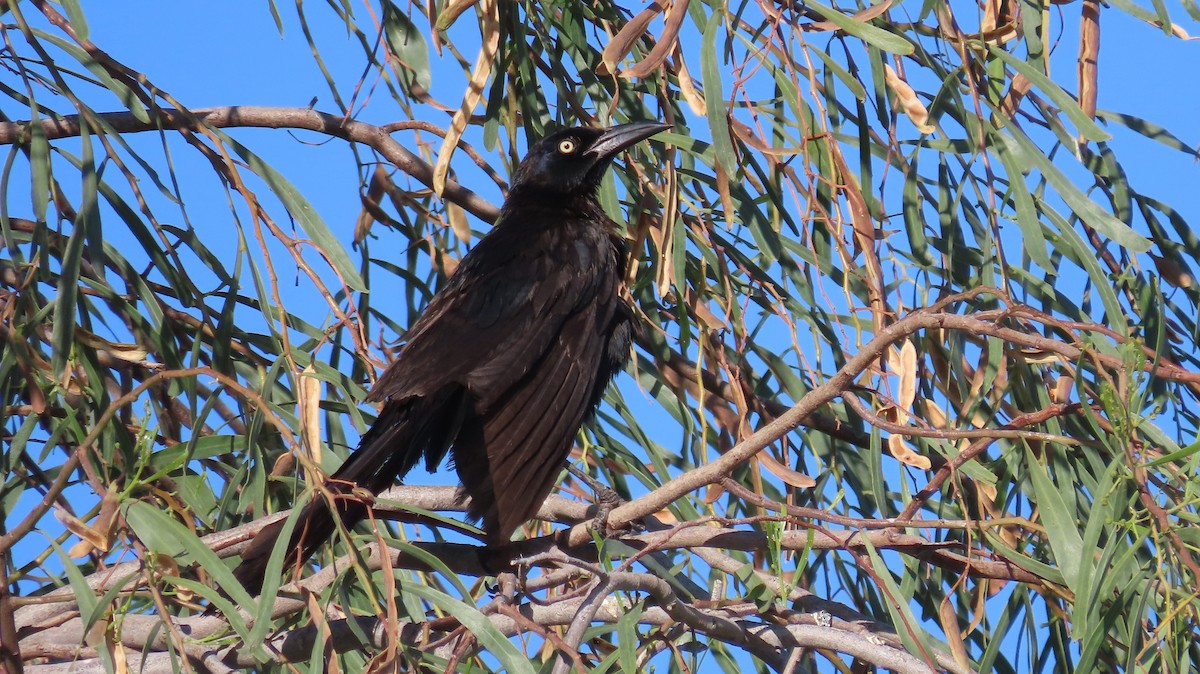 Great-tailed Grackle - ML620536064