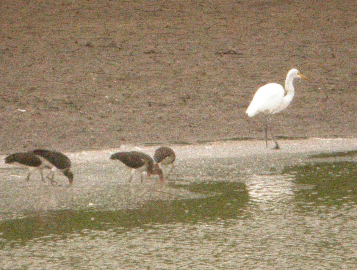 White Ibis - ML620536065