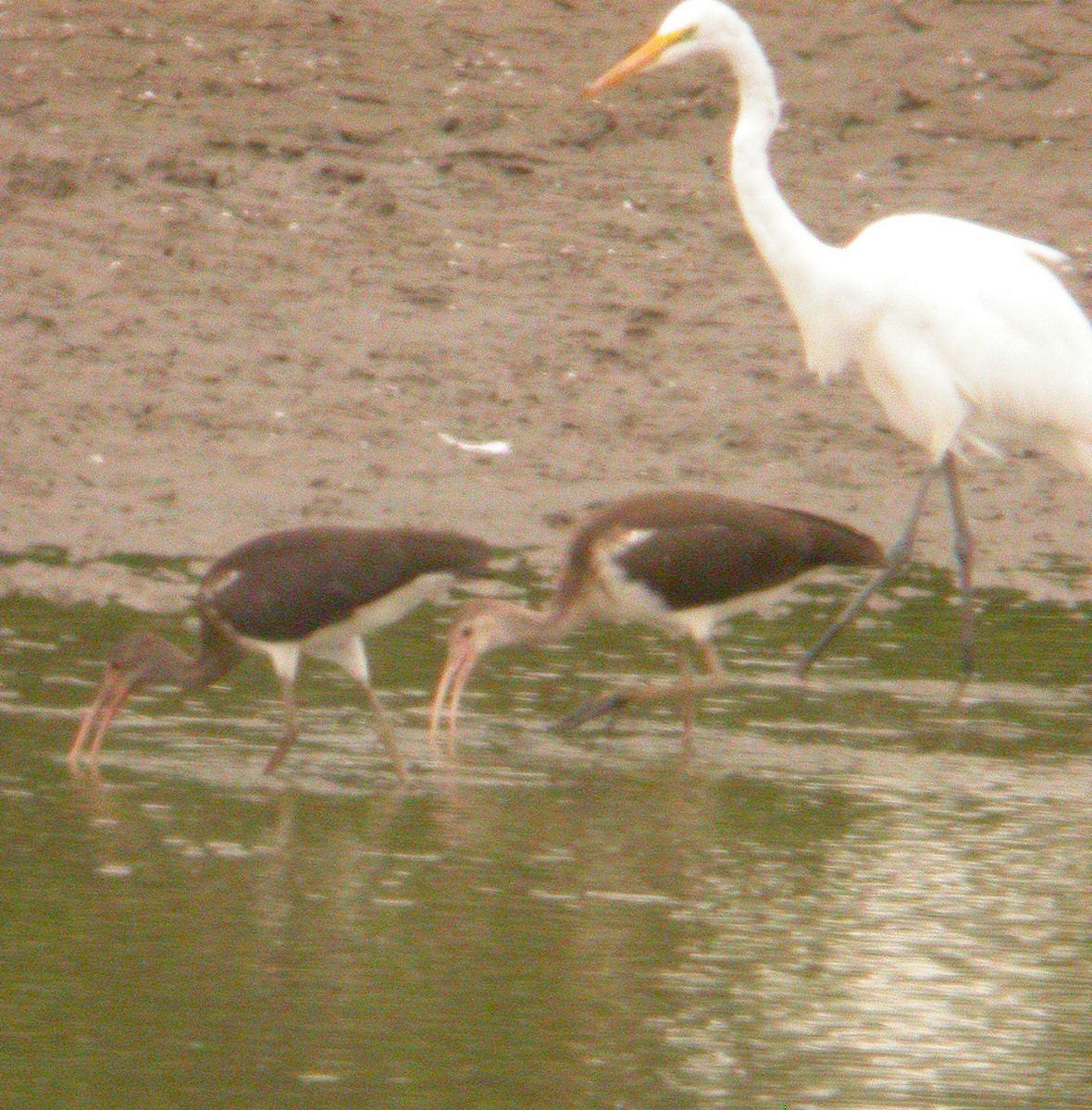 White Ibis - ML620536066