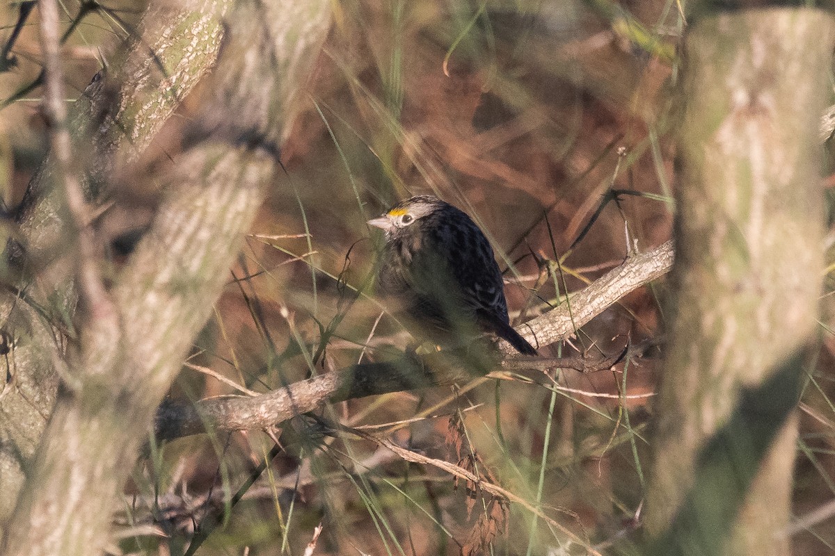 Grassland Sparrow - ML620536070