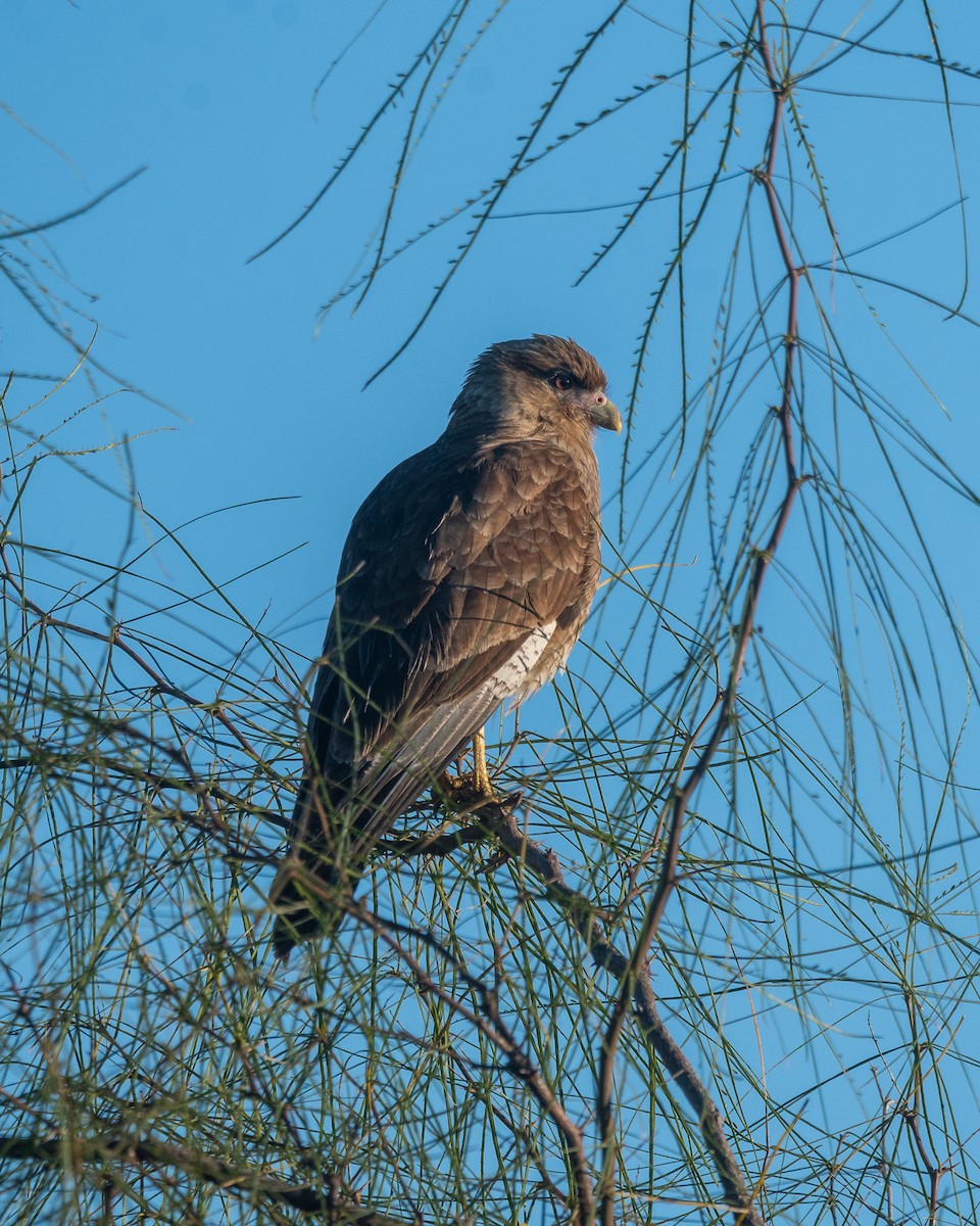 Chimango Caracara - ML620536072