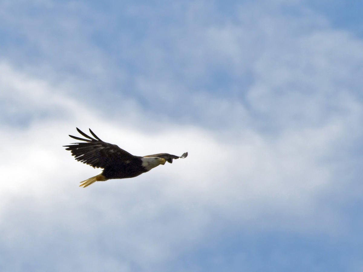 Weißkopf-Seeadler - ML620536080