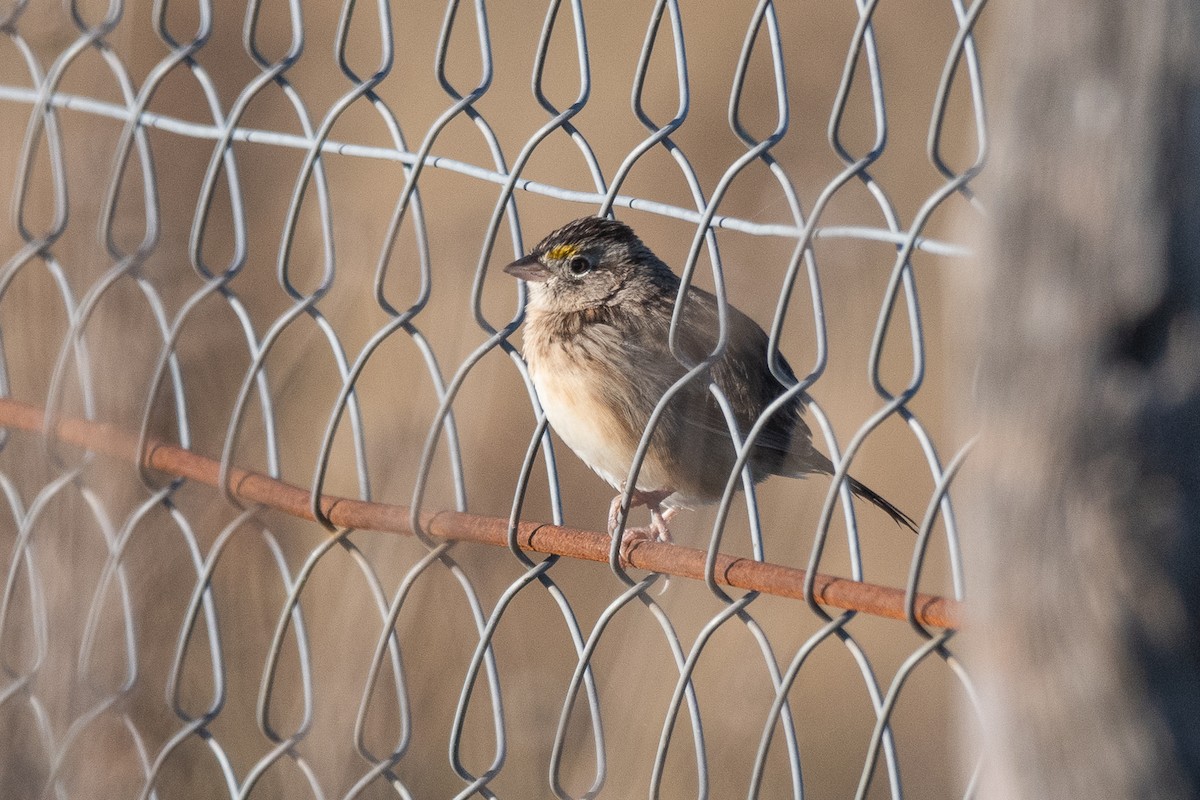 Grassland Sparrow - ML620536087