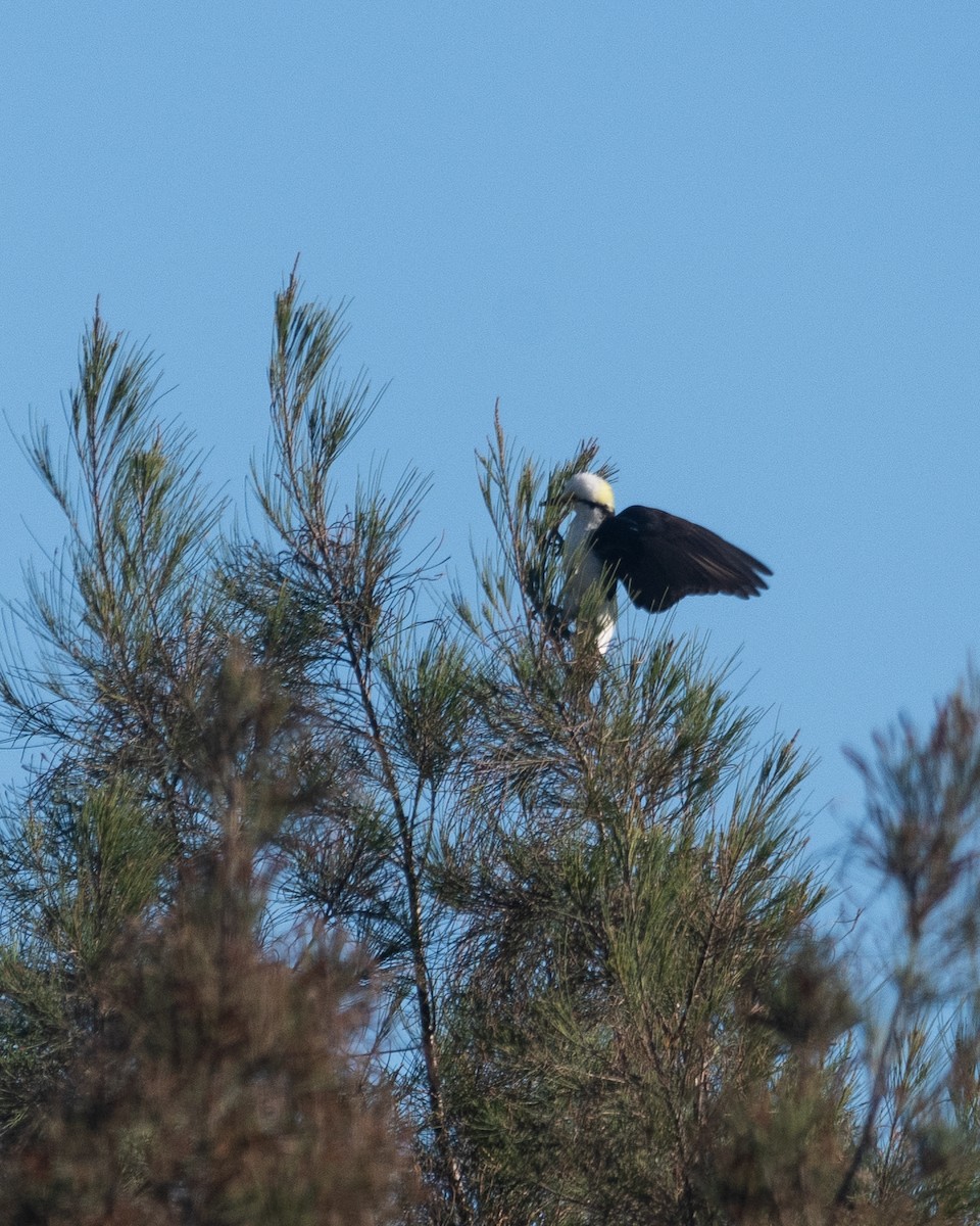 White Woodpecker - ML620536091