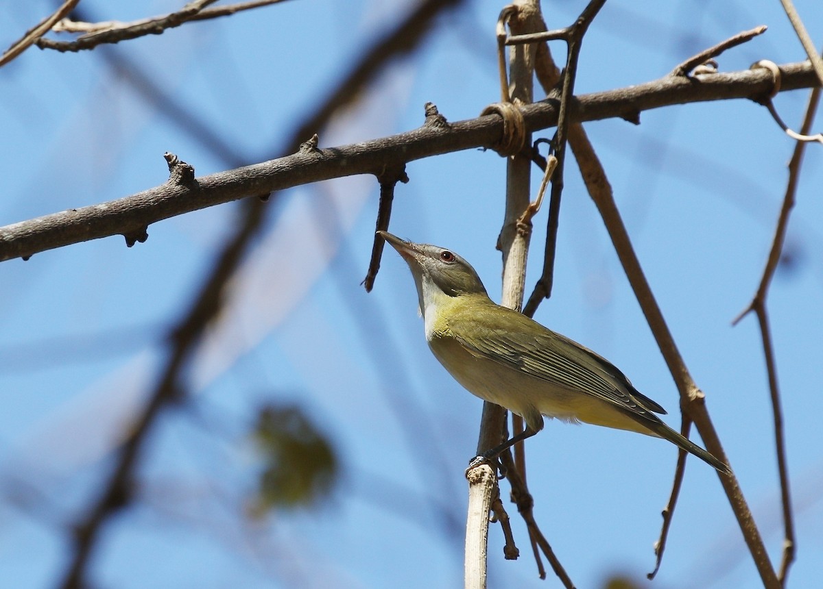 Sarı Böğürlü Vireo - ML620536092