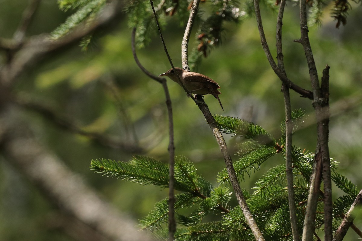 Chochín Criollo - ML620536096