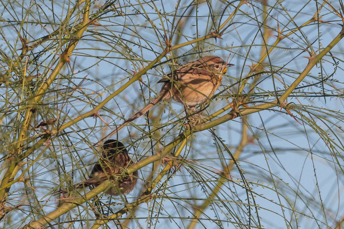 Chotoy Spinetail - ML620536101