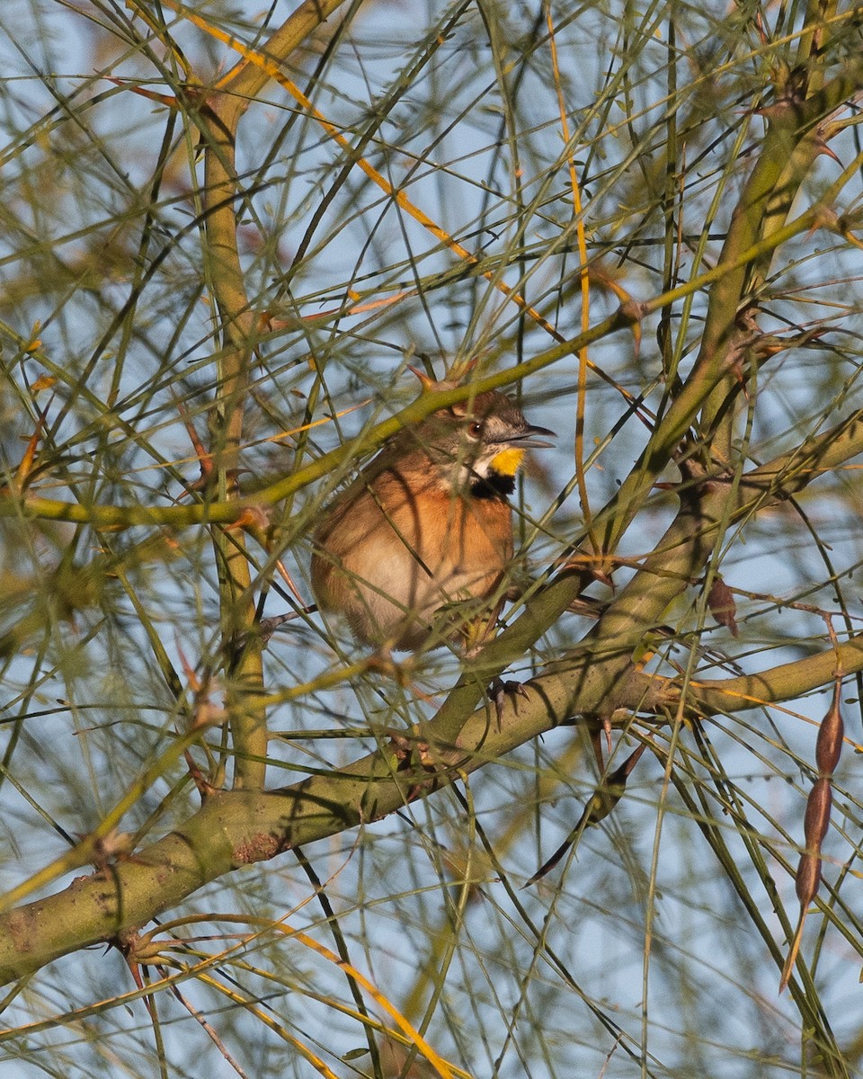 Chotoy Spinetail - ML620536102