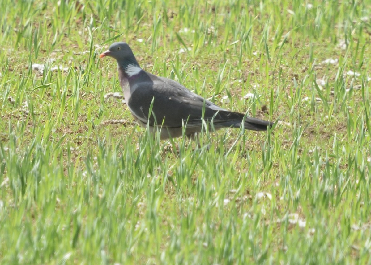 Common Wood-Pigeon - ML620536103