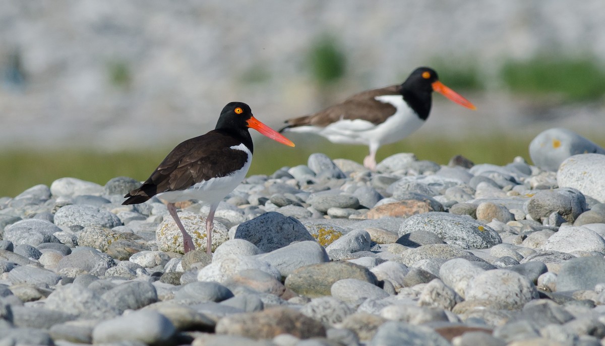 American Oystercatcher - ML620536105