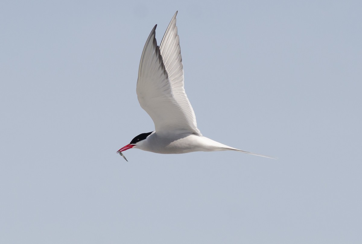 Arctic Tern - ML620536111