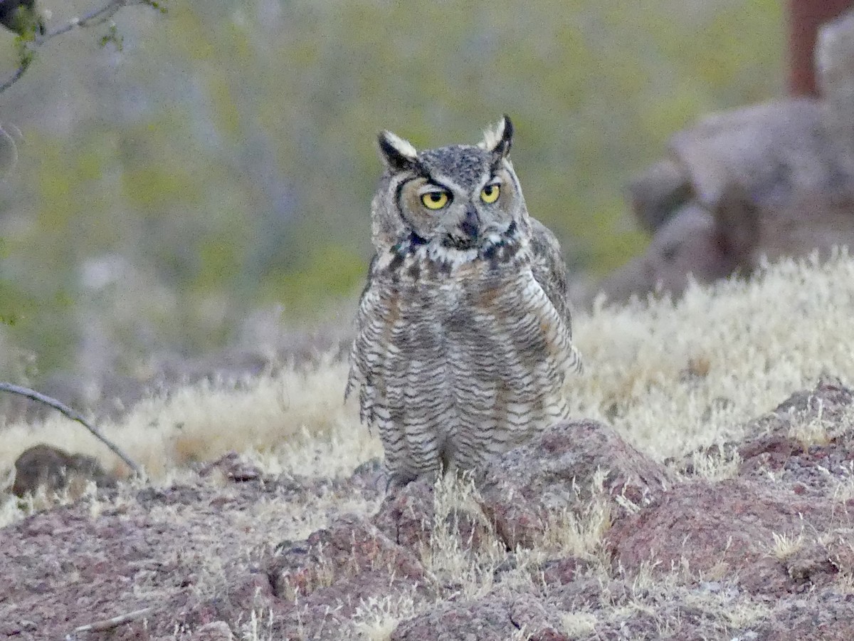 Great Horned Owl - ML620536112