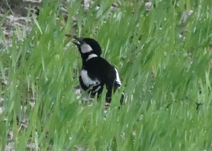 Great Spotted Woodpecker - ML620536113