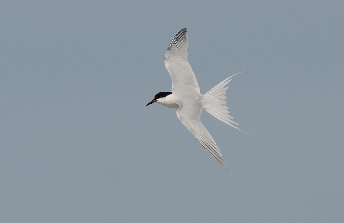 Roseate Tern - ML620536115