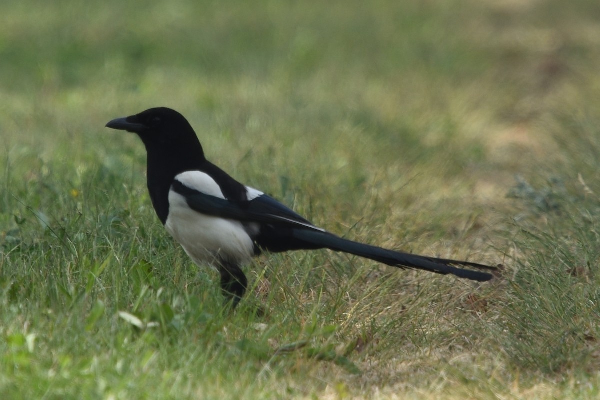 Eurasian Magpie - ML620536117