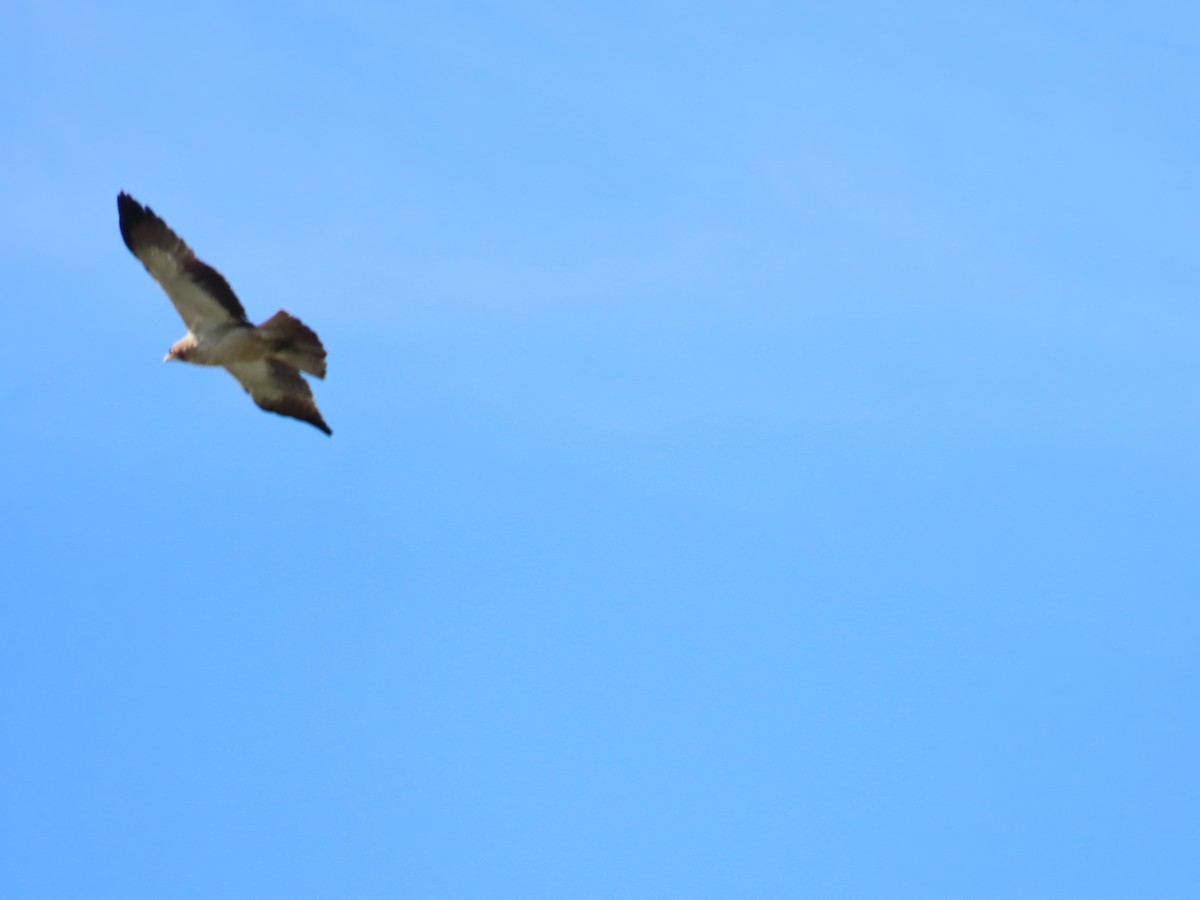 Booted Eagle - ML620536119