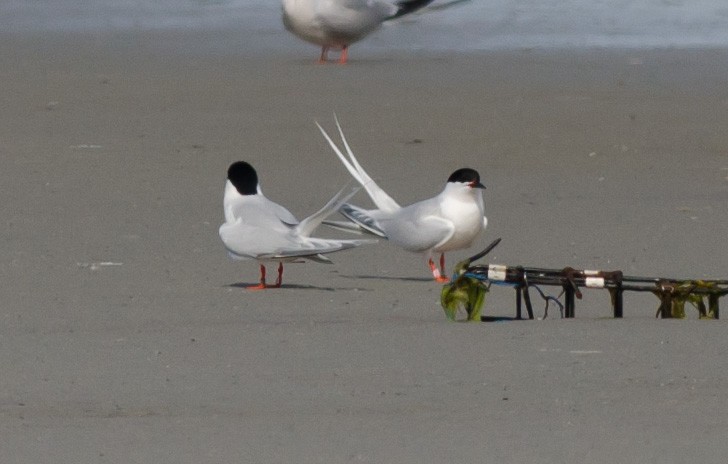 Roseate Tern - ML620536142