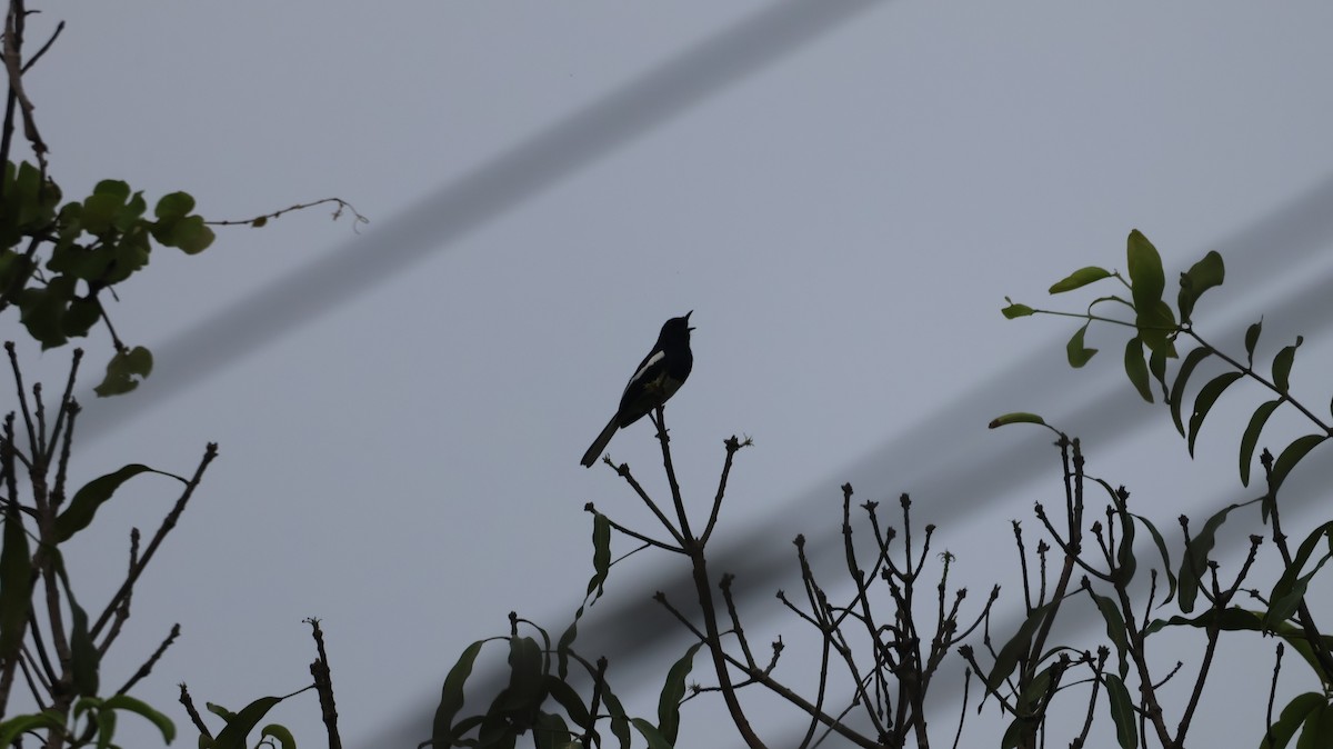 Oriental Magpie-Robin - ML620536143