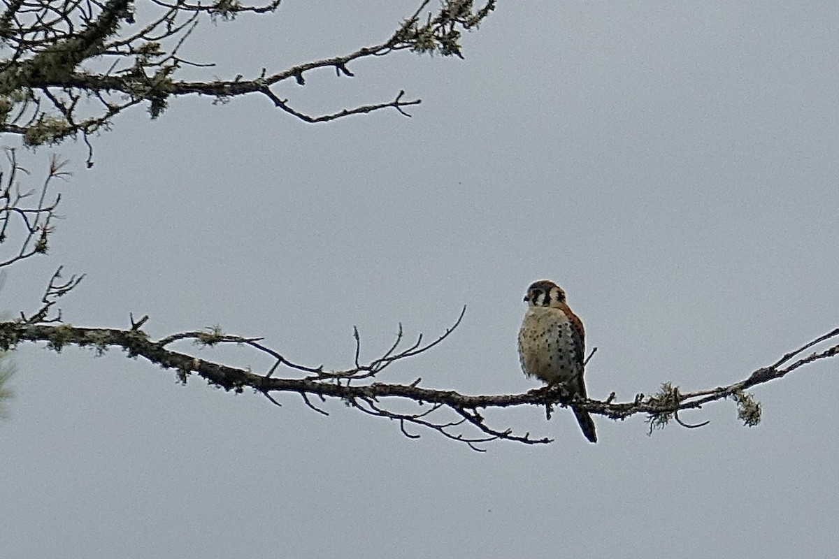 American Kestrel - ML620536151