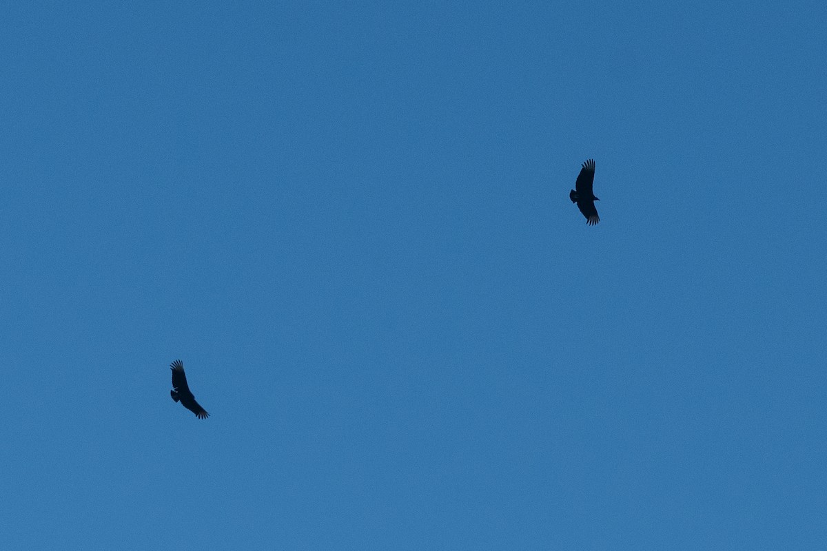Black Vulture - ML620536155