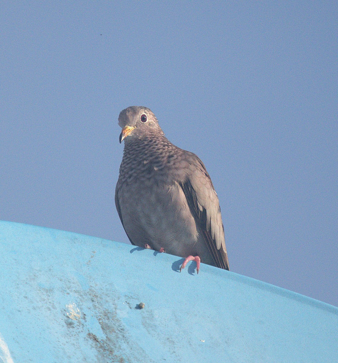 Common Ground Dove - ML620536158