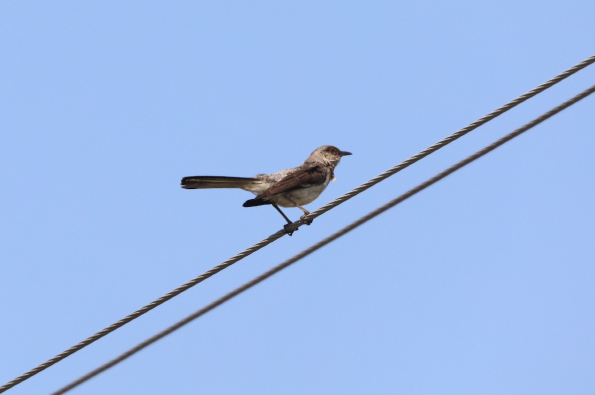 Northern Mockingbird - "Chia" Cory Chiappone ⚡️