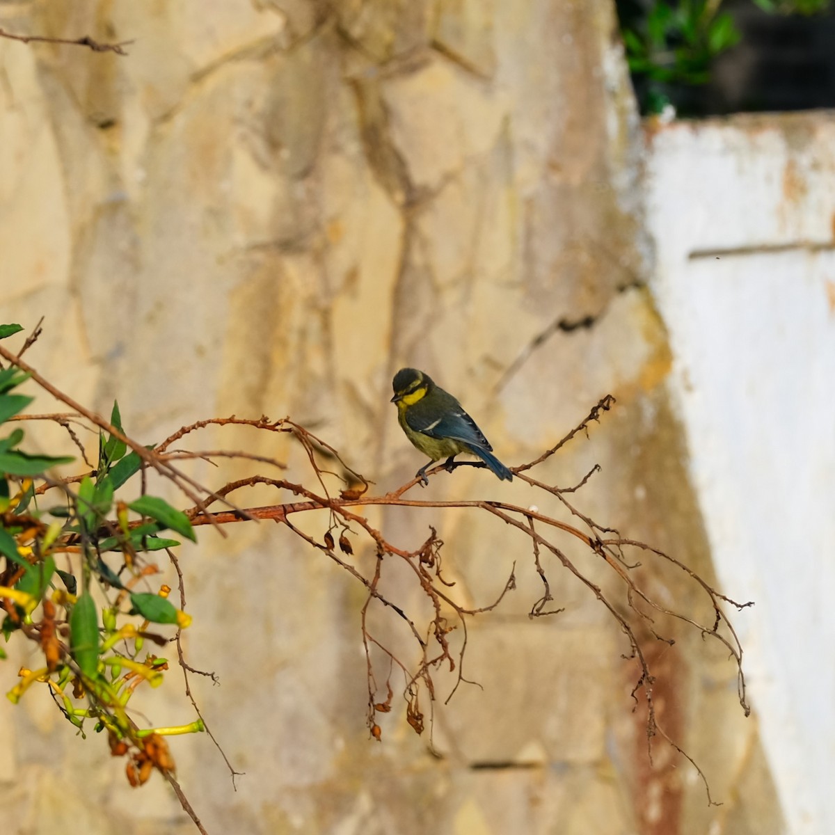 African Blue Tit - ML620536164