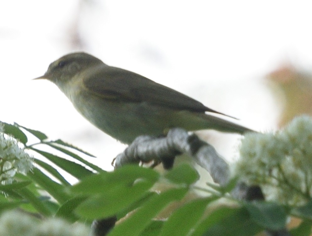 Willow Warbler - ML620536170