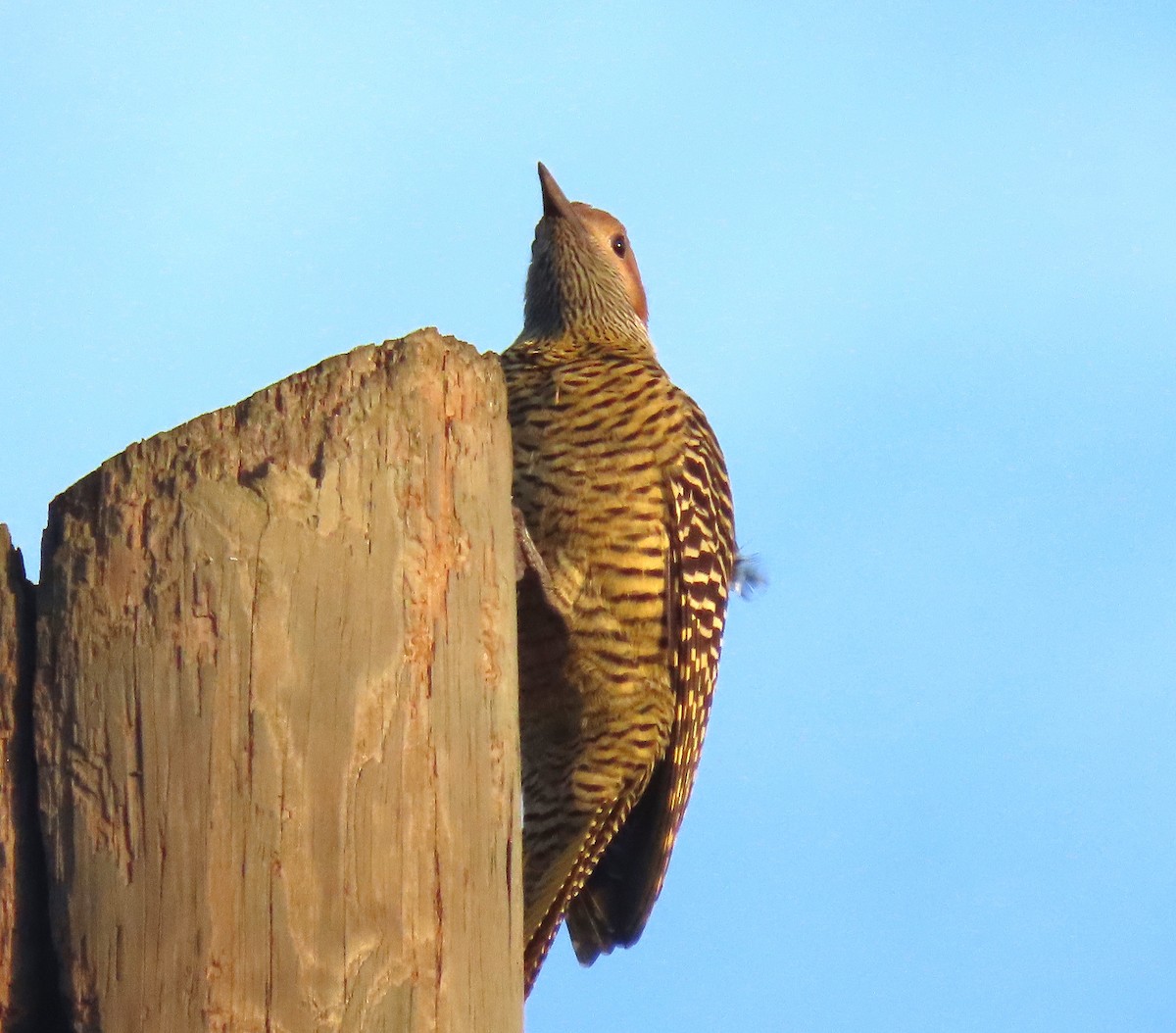 Fernandina's Flicker - ML620536177