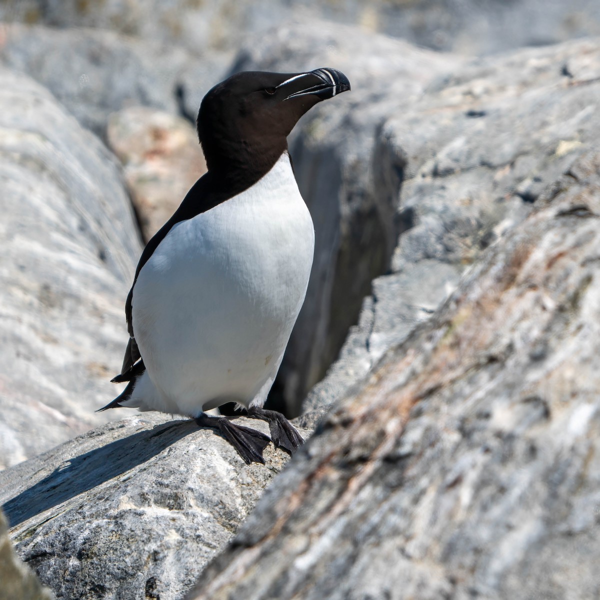 Razorbill - ML620536193