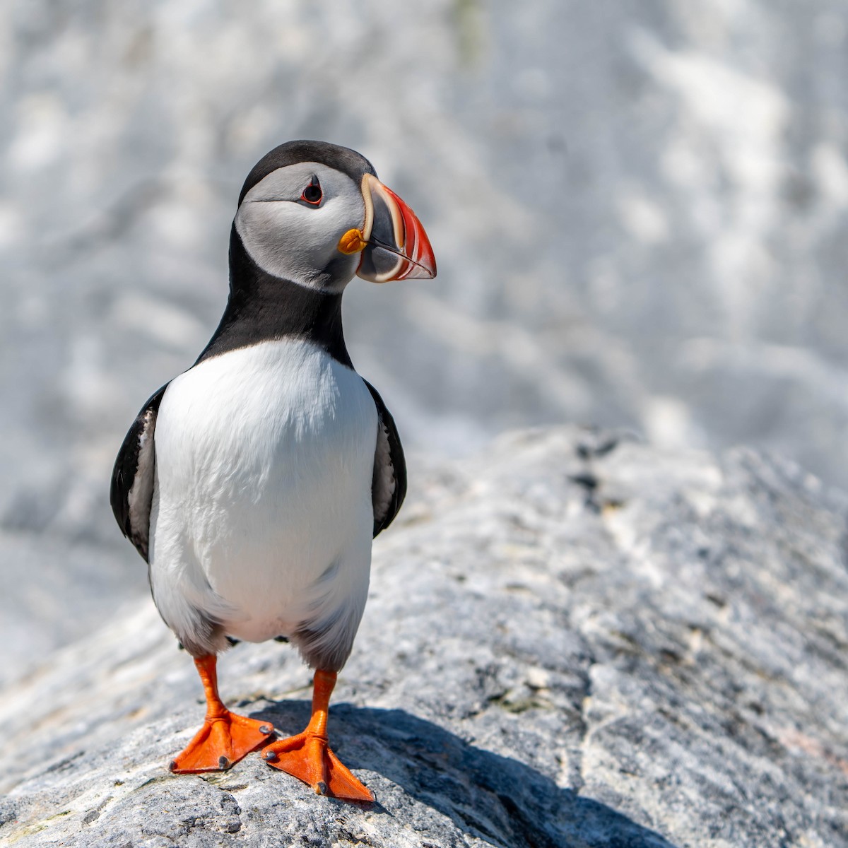 Atlantic Puffin - ML620536195