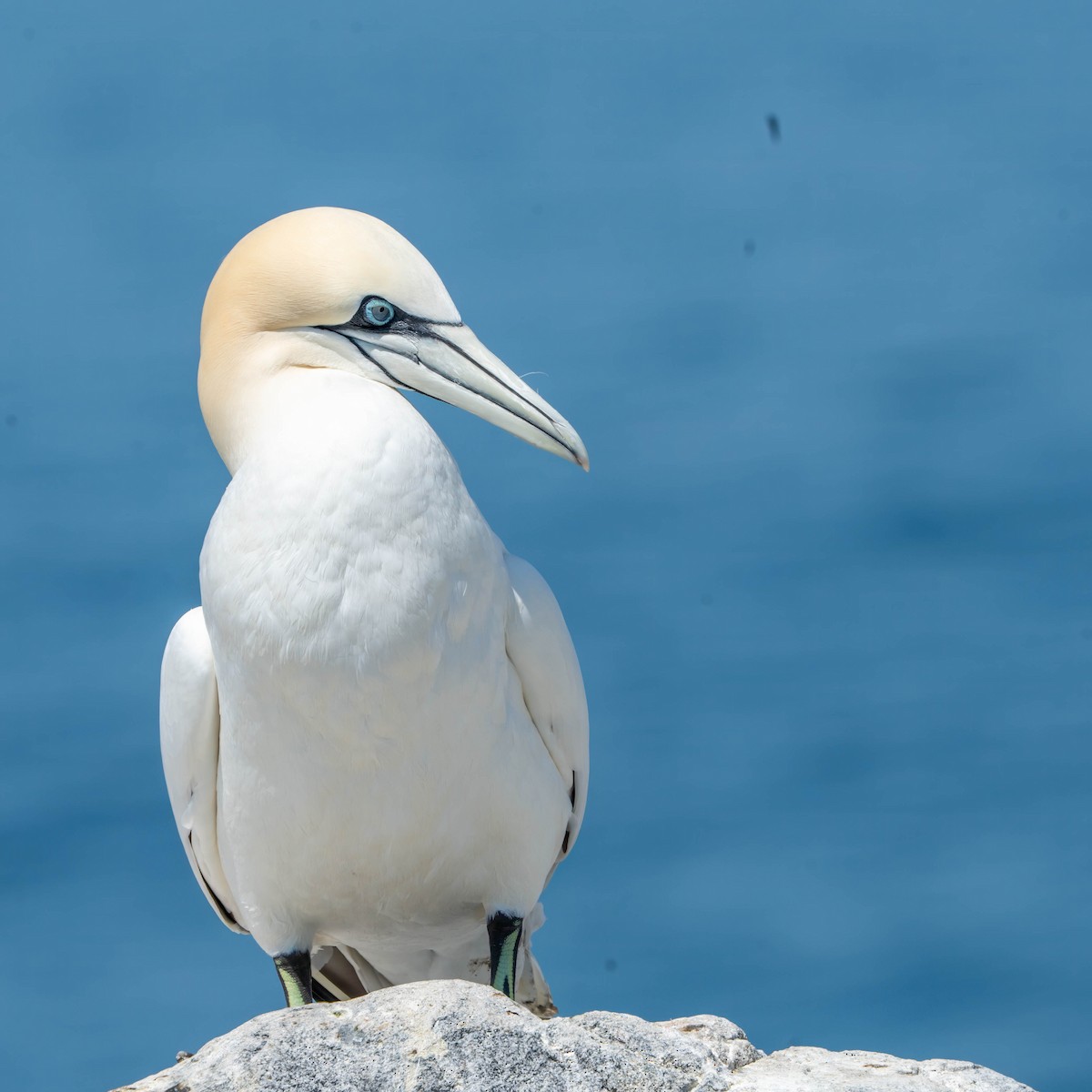 Northern Gannet - Anonymous