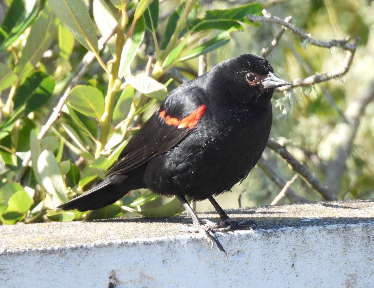 Red-winged Blackbird - ML620536201