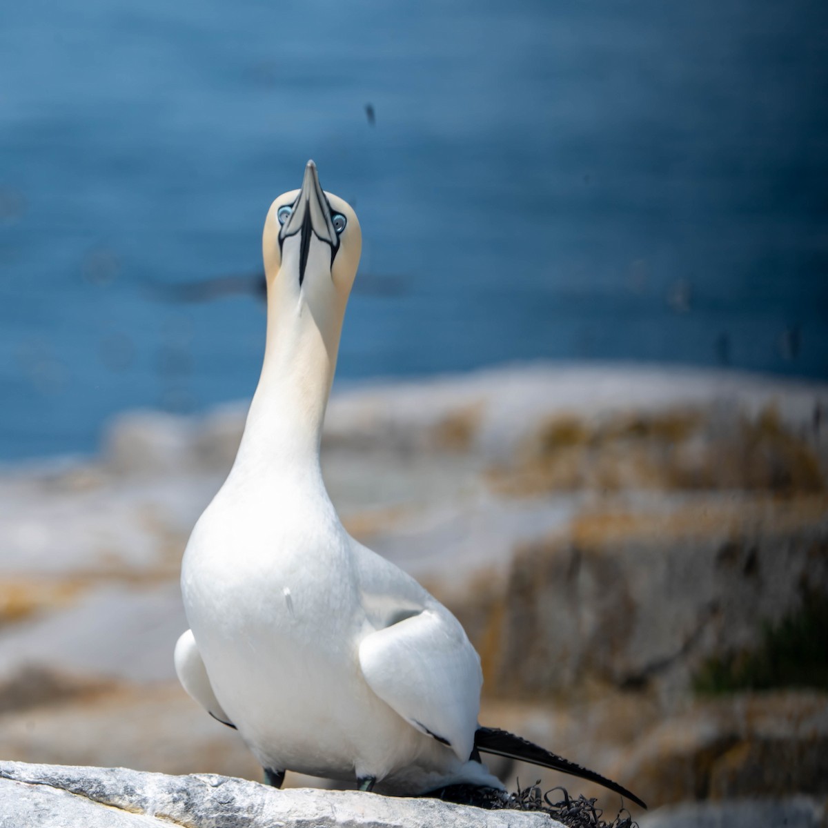 Northern Gannet - ML620536203