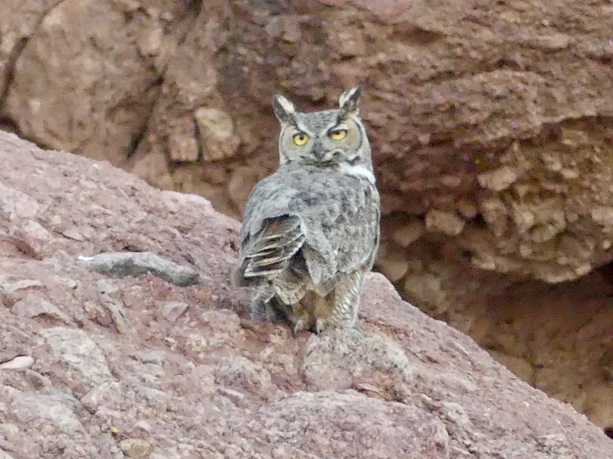 Great Horned Owl - ML620536204