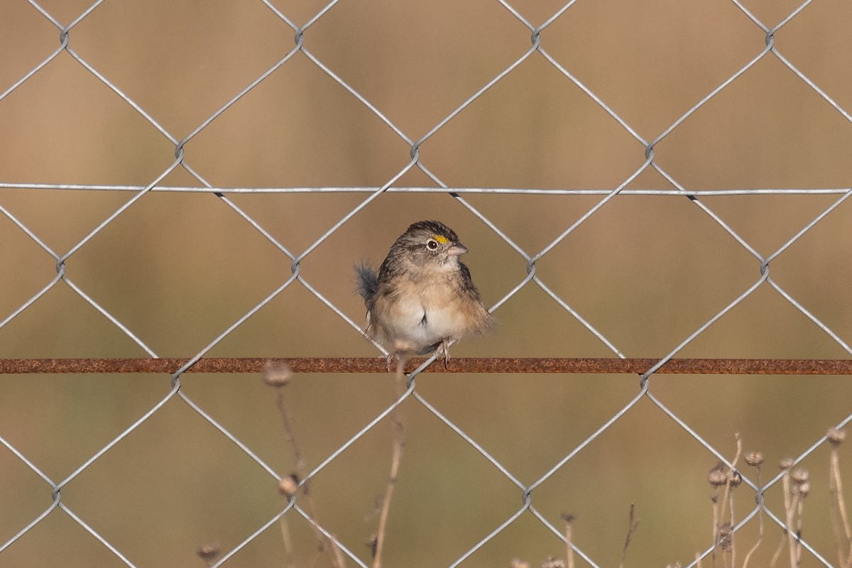 Grassland Sparrow - ML620536205