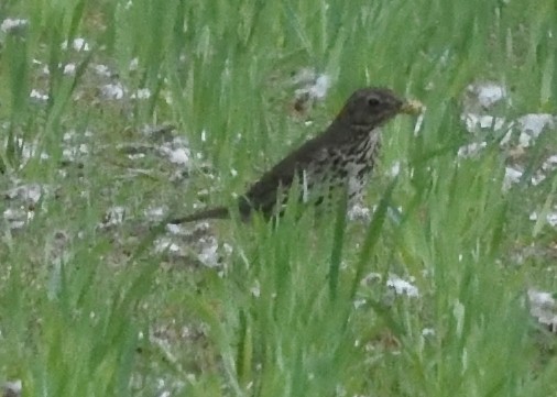 Song Thrush - ML620536209