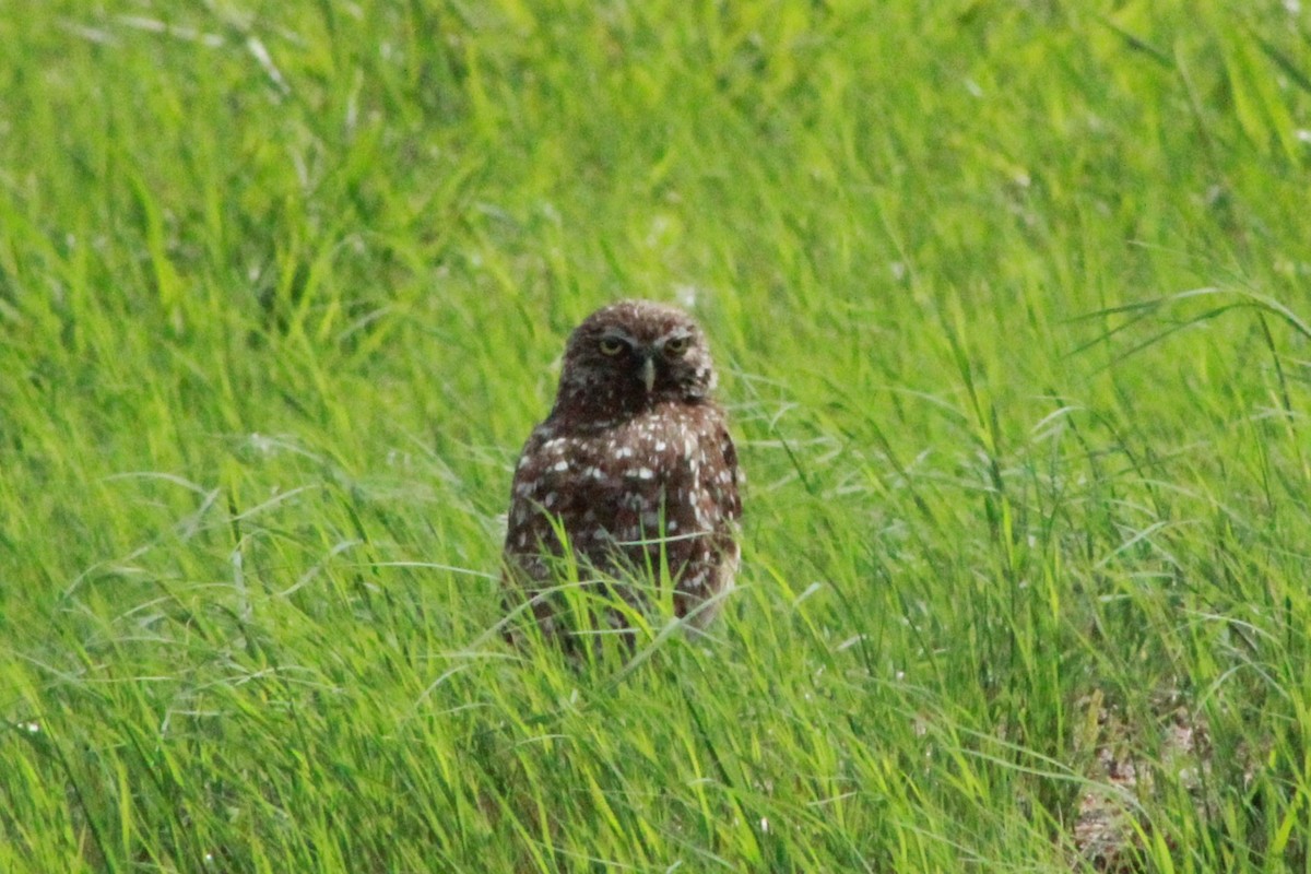 Burrowing Owl - ML620536218