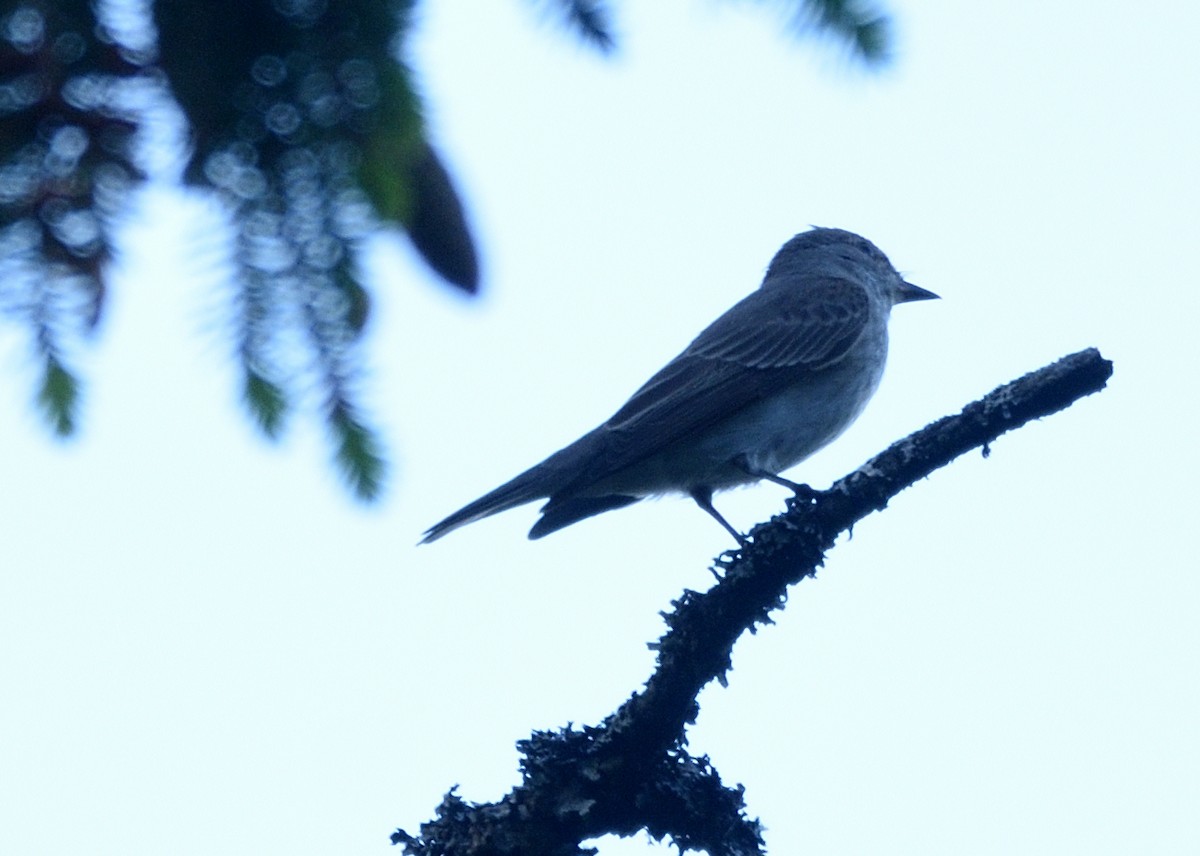 Spotted Flycatcher - ML620536223