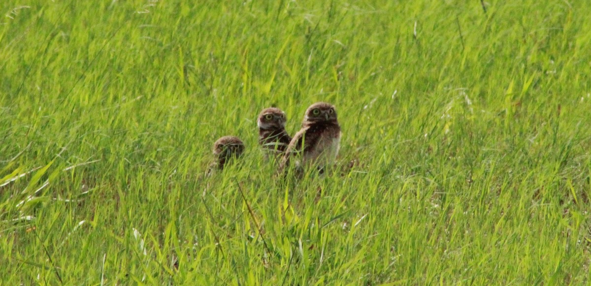 Burrowing Owl - ML620536226