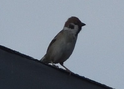 Eurasian Tree Sparrow - Guy Babineau