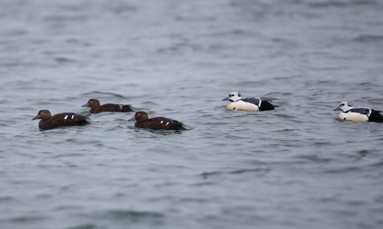 Steller's Eider - ML620536236