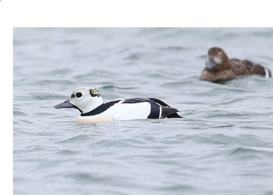 Steller's Eider - ML620536239