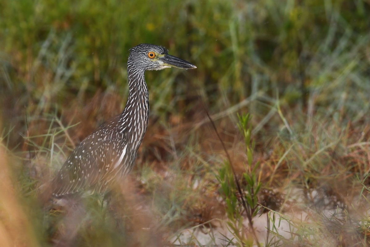 Yellow-crowned Night Heron - ML620536251