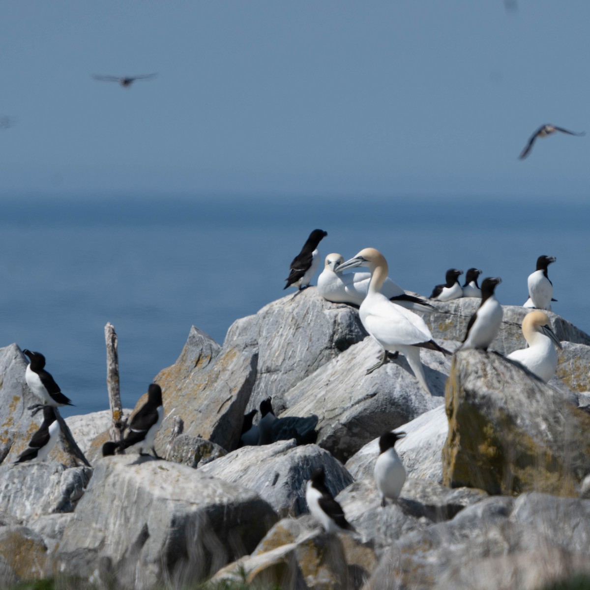 Northern Gannet - ML620536252