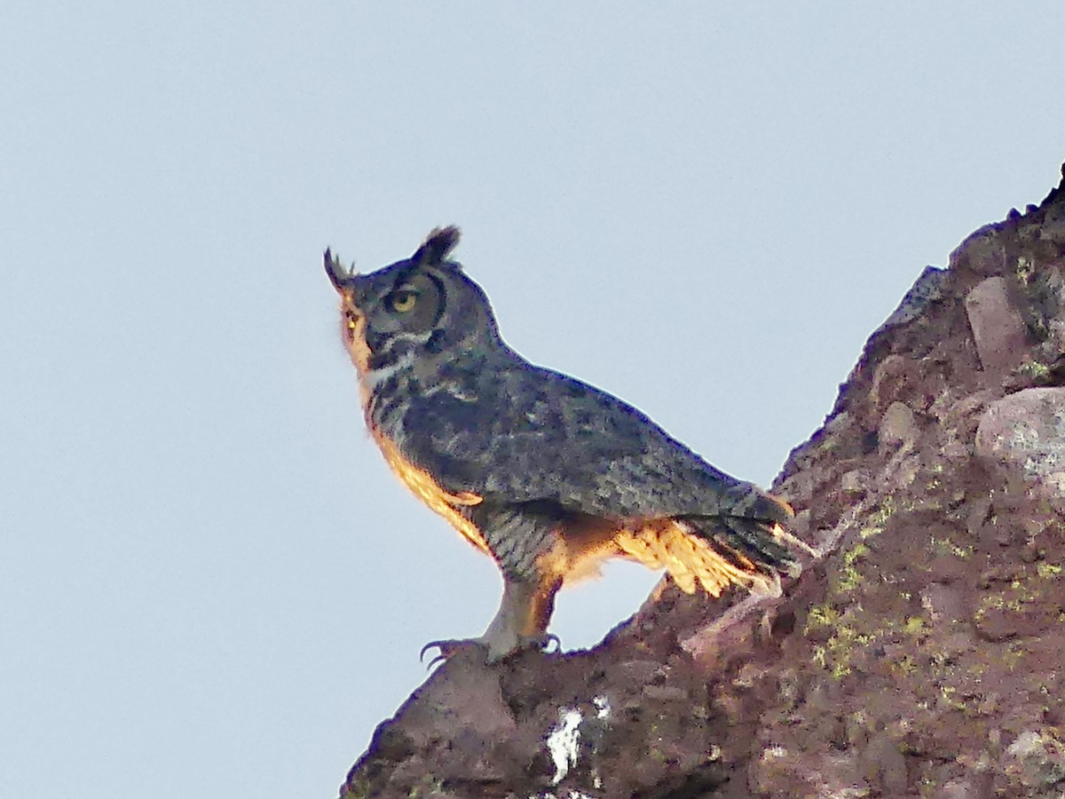 Great Horned Owl - ML620536253