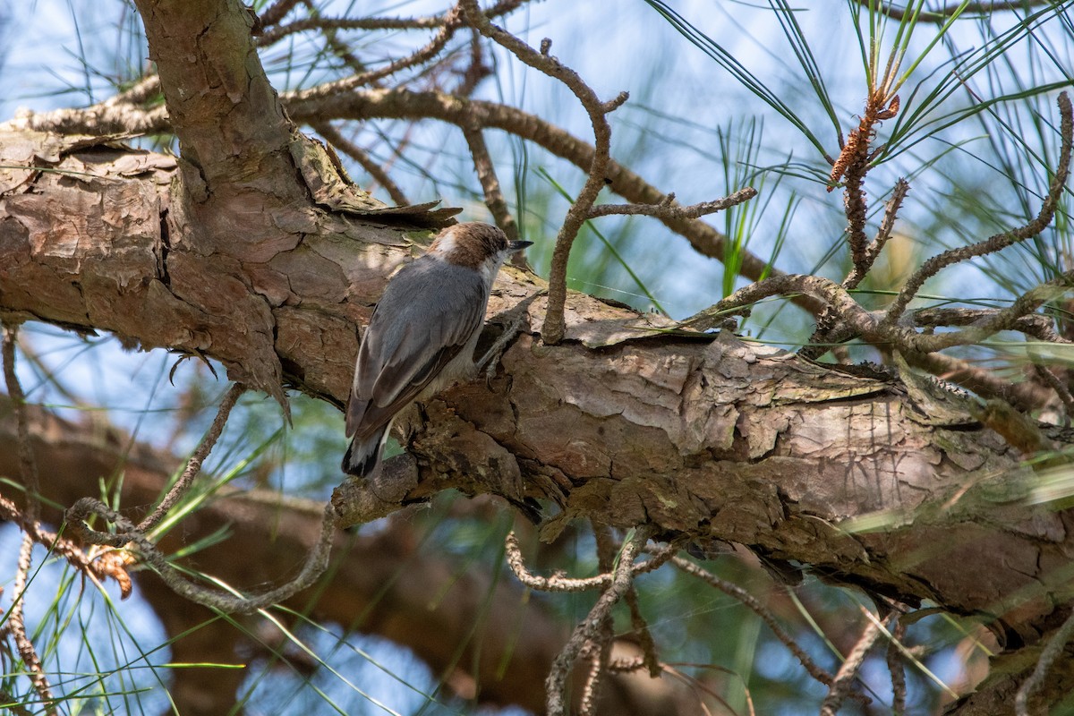 Brown-headed Nuthatch - ML620536257