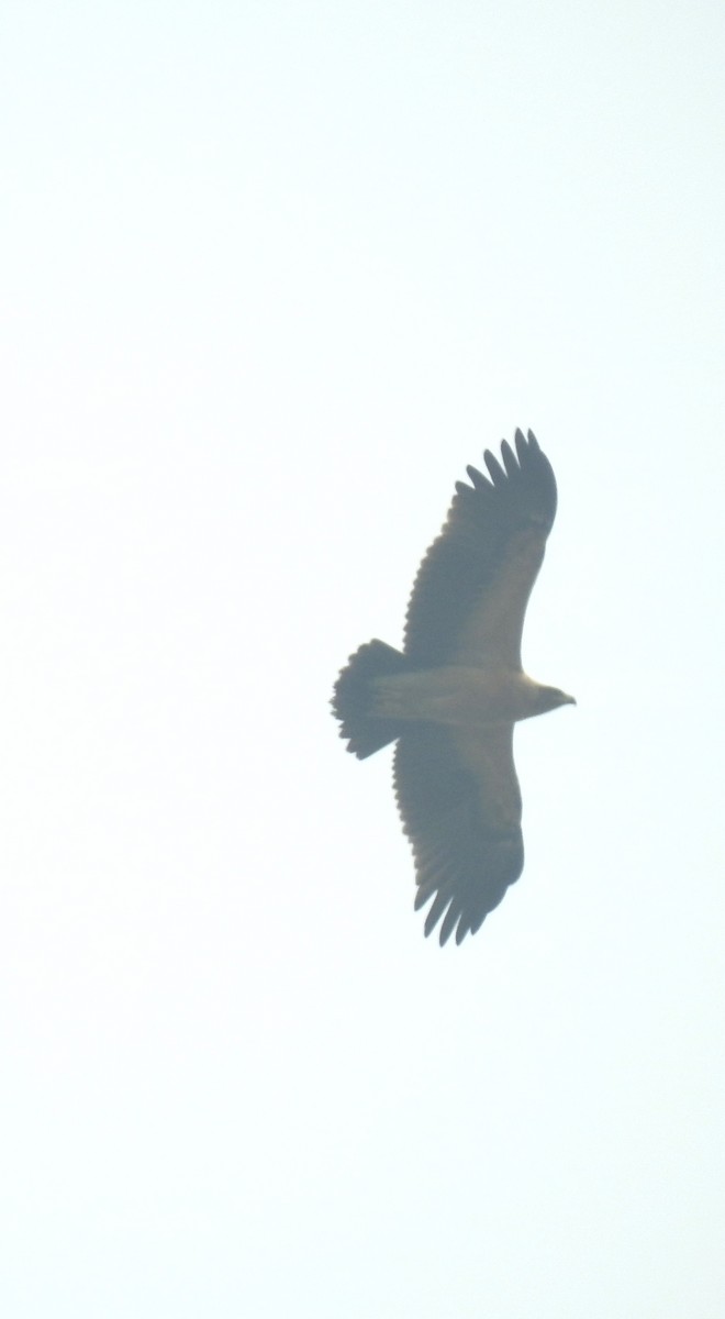 Tawny Eagle - ML620536258