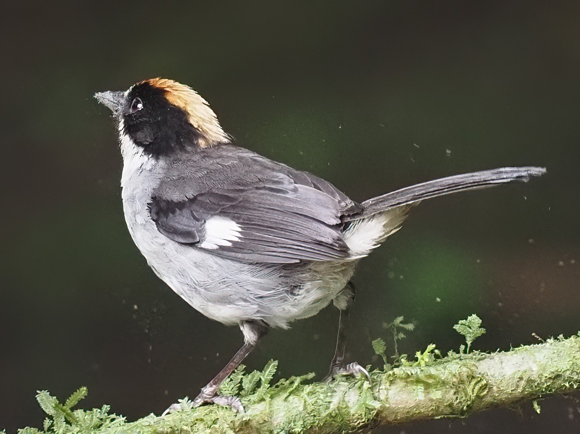 White-winged Brushfinch - ML620536260