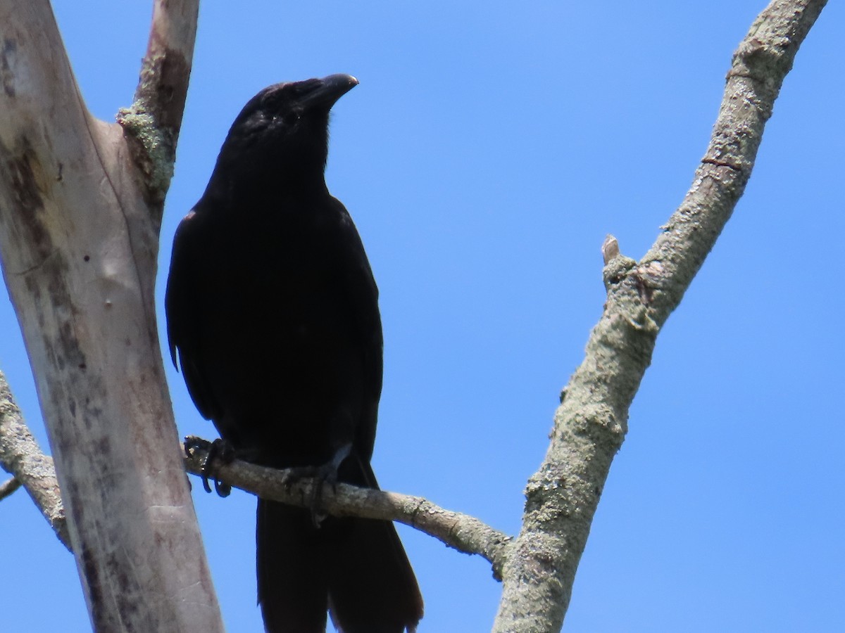 American Crow - ML620536262